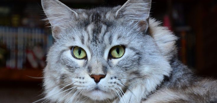 alimentation de son chat