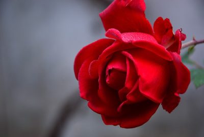 Rose éternelle