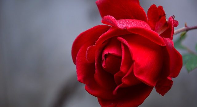 Rose éternelle