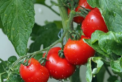 grappe de tomate