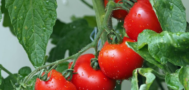 grappe de tomate