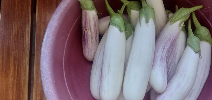 aubergine blanche