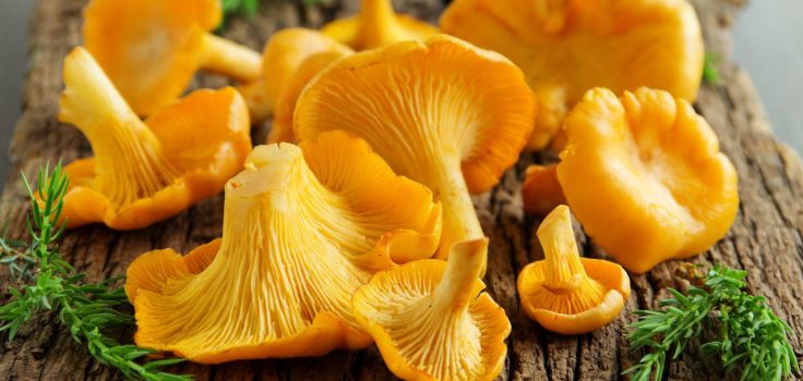 girolles