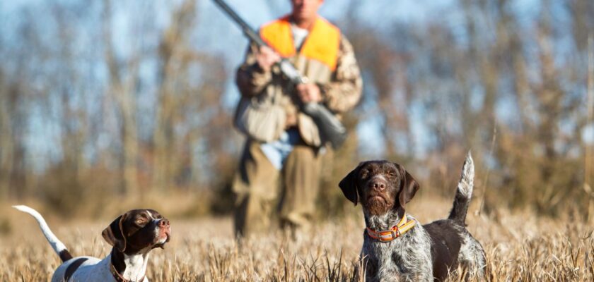 saison chasse